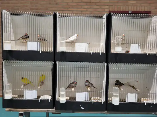 De vogelmarkt was weer behoorlijk in trek! Eextahal Sport en Events Scheemda