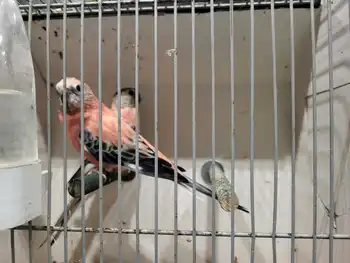 De vogelvriend Winschoten organiseerde afgelopen zaterdag weer een vogelmarkt! Eextahal Sport en Events Scheemda