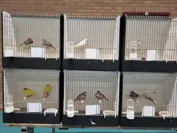 De vogelmarkt was weer behoorlijk in trek! Eextahal Sport en Events Scheemda