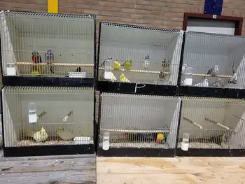 De vogelmarkt was weer behoorlijk in trek! Eextahal Sport en Events Scheemda