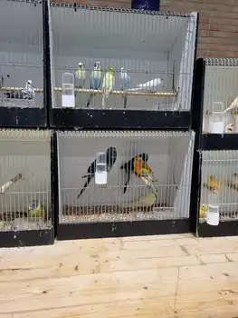 De vogelmarkt was weer behoorlijk in trek! Eextahal Sport en Events Scheemda