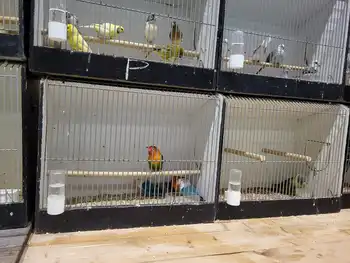 De vogelmarkt was weer behoorlijk in trek! Eextahal Sport en Events Scheemda